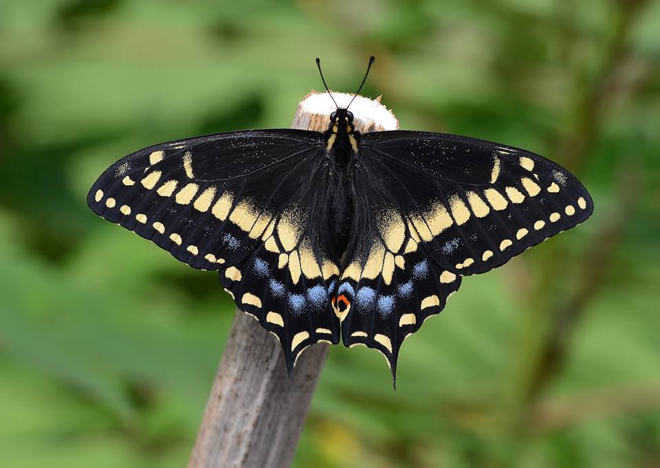 Papillio hybrid female [p. brevicauda brevicauda male x p. zelicaon female] (Internet Image property of respective owner, non-commercial use only)